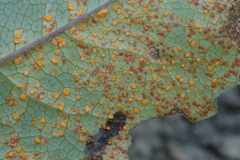 Coleosporium senecionis