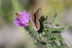Lasiommata petropolitana