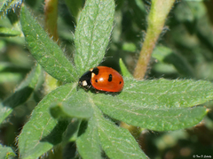 Coccinella monticola