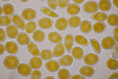 Coleosporium senecionis