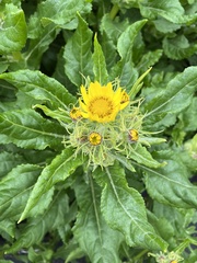 Senecio pseudoarnica