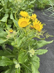 Senecio pseudoarnica