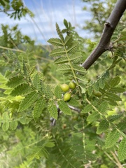 Bursera copallifera