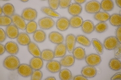 Coleosporium senecionis