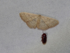 Scopula internataria