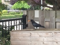 Corvus brachyrhynchos