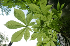 Cameraria ohridella