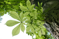 Cameraria ohridella