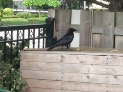 Corvus brachyrhynchos