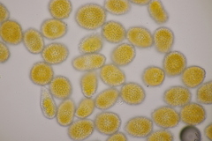 Coleosporium senecionis