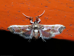 Neoleucinodes