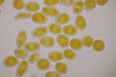 Coleosporium senecionis