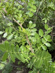 Bursera glabrifolia