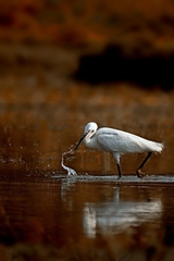 Egretta garzetta