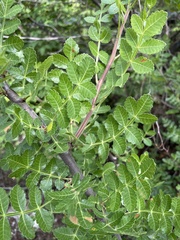 Bursera glabrifolia