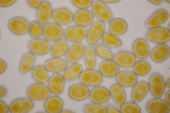 Coleosporium senecionis