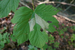 Heterarthrus cuneifrons