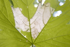 Heterarthrus cuneifrons