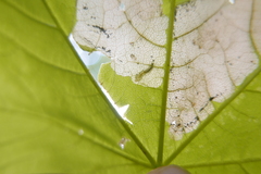 Heterarthrus cuneifrons