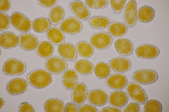 Coleosporium senecionis