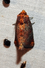 Achatodes zeae