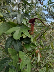 Aristolochia macroura