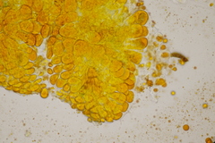 Coleosporium senecionis