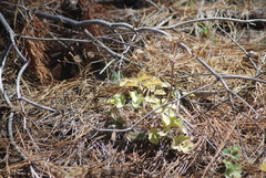 Lomatium repostum