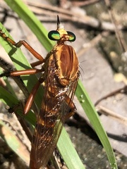 Diogmites crudelis
