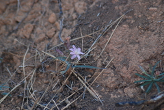 Stephanomeria lactucina