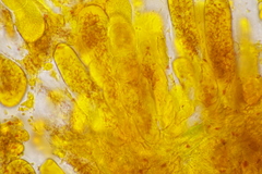 Coleosporium senecionis