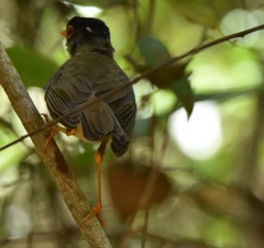 Catharus mexicanus