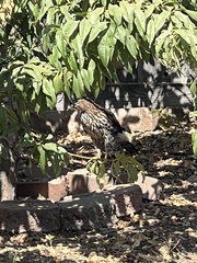 Accipiter cooperii