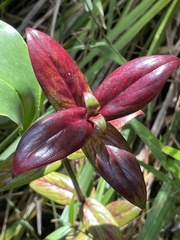 Kadua centranthoides