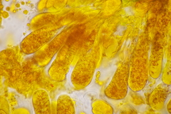 Coleosporium senecionis