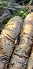 Acrossus luridus