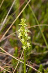 Pseudorchis straminea