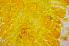 Coleosporium senecionis