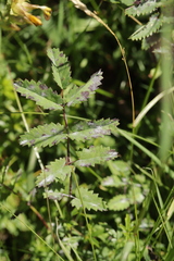 Podosphaera ferruginea