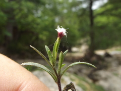 Stevia trifida