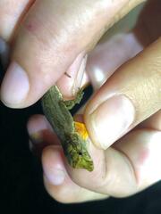 Anolis trachyderma