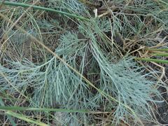 Artemisia marschalliana
