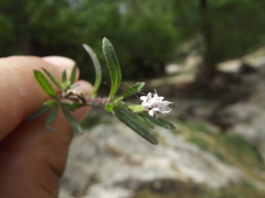 Stevia trifida