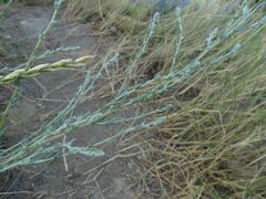 Artemisia marschalliana