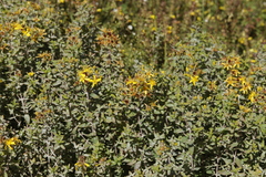 Erysiphe hyperici