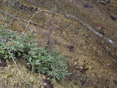 Stevia trifida