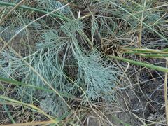 Artemisia marschalliana