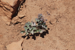 Lomatium repostum