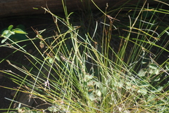 Carex multicaulis