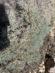 Astragalus tragacantha